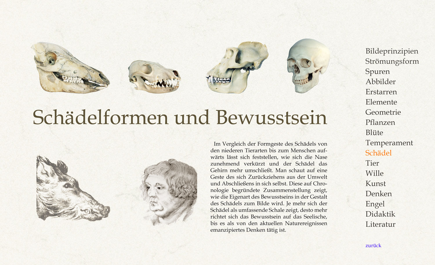 Es lässt sich beobachten wie die Vorstellung, dass jede Form materiellen Ursprunges sein müsse, zwar in unserem Kopf, aber besser gesagt durch das in Tätigkeit gesetzte Vorstellen entsteht, ohne dass sich eine materielle Ursache finden ließe, die den Inhalt besagter Vorstellung bestimmt. Es kann auch beobachtet werden, wie sich unser seelisches Befinden materiell als Bild gestaltet, indem es den Ausdruck unsere Gesichtszüge, die Mimik, wenn auch nur kurzfristig verändert. Warum unsere Nase gerade so aussieht, wie sie ist geformt ist, lässt sich nicht wie oben beschrieben beobachten. Dazu muss der Blickwinkel verändert werden. Wenn in einer Karikatur die Grundproportionen des Gesichtes überzeichnet werden, notiert notiert das künstlerische Empfinden genau, welche seelischen Stimmungen und Charakterzüge formprägend sind. So gesehen gibt es einen Zusammenhang zwischen Form und Empfindung, der sich auch umkehren lässt. In abgemilderter Form prägen sich seelische Lebensgewohnheiten mit zunehmendem Alter tiefer in das Gesicht ein. Es entsteht eine Art verfestigte „Dauermimik“, die den grundlegenden Charakter zur Erscheinung bringt. Diese Formkraft reicht allerdings nicht aus, um die knöcherne Form zu verändern.