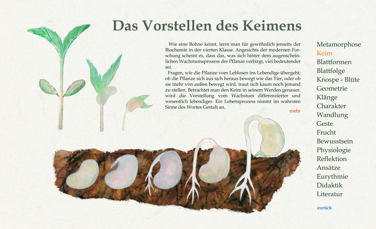 Wie eine Bohne keimt, lernt man für gewöhnlich jenseits der Biochemie in der vierten Klasse. Betrachtet man den Keim in seinem Werden genauer, wird die Vorstellung vom Wachstum differenzierter und wesentlich lebendiger. Ein Lebensprozess nimmt im wahrsten Sinne des Wortes Gestalt an.